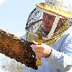 Honeybees are Dying - Newsela