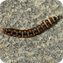 Railroad worm - Wikipedia