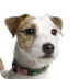 Parson Russell Terrier Dog Bre