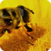 Quiz: Honigbiene