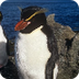 Snares Crested Penguins Info