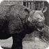 Javan Rhinoceros 