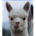Blabberize