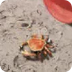 Crabs - Hands Up
