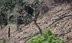 La degradación de los bosques: