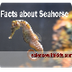 Facts about seahorse - YouTube