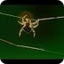 Een spin die zijn web maakt. -