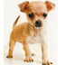 Chihuahua (perro) 
