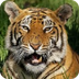 Adopt a Tiger