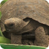 Galápagos Tortoises