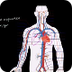 Circulatory System and the Hea