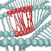 ONCOGENES Y CÁNCER