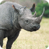 Rhino Resources