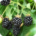 blackberry herb