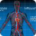 Human Circulatory System - Dia