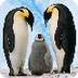 JClic: Els pingüins