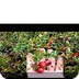 Cranberries.JohnstonsCranberry