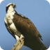 Eagle/Osprey Cam 