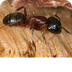 Carpenter Ant Facts for Kids •