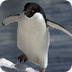 Why Can’t Penguins Fly?