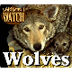 Wild Animal Watch: Wolves