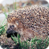 Hedgehog - Wikipedia