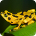 Frog Photos | Images