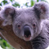 Koala Webcam