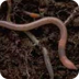 Earthworms Kidcyber 