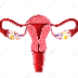 Guía ciclo menstrual
