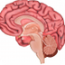 Brain Diagrams