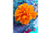 La flor del cempoalxóchitl