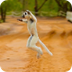 Island of Lemurs: Madagascar -