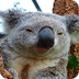 Funniest Koala Bear Videos EVE