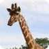 Giraffe Cam | CMZoo