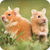 Hamsters: From the Wild to You