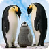 A penguin story part1 - YouTub