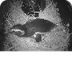 Penguin Nest Cam