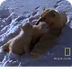 Polar Bear Moms and Cubs 