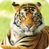 Tiger, Mammal Encyclopedia