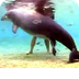 Naixement d'un dofí