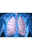 מערכת הנשימה – ויקיפדיה
