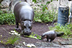 Pygmy Hippo Calf Gets in the S