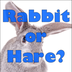 A Rabbit or a Hare?