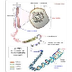Du chromosome à l'ADN