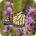 How to Attract Butterflies
