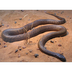 Fierce Snake (Inland Taipan)