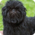 Affenpinscher