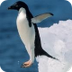 Penguin climates