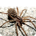 Wolf Spiders 